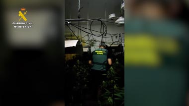 guardia civil lucena plantacion marihuana