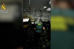 guardia civil lucena plantacion marihuana